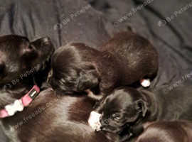 Chihuahua x Jack Russel pups