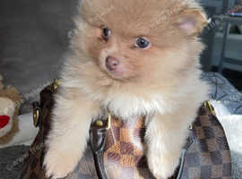 Out standing Pomeranian boy