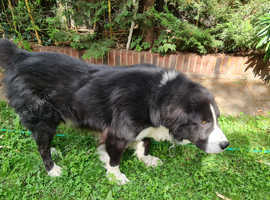 Central Asian Shepherd Alibi 8 yr old needs new home