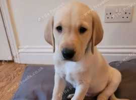 Beautiful Labrador Retriever Puppy
