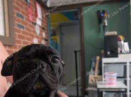 Rehoming of Luna (frug)