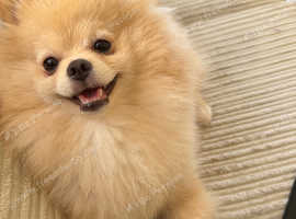 Pomeranian male