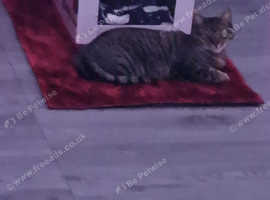 cat need rehomed ASAP no time wasters