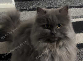 Rehome 2yr old cat and 6yr old cat
