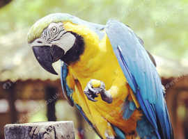 Missing - Blue and Gold Macaw Birmingham