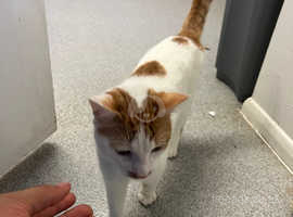 beautiful cat to be re homed