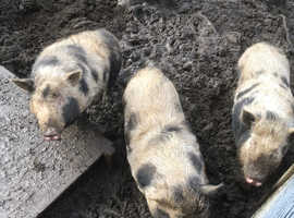 Pot bellied pigs
