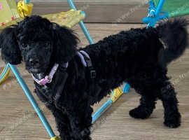 Female cavapoo 5mth old