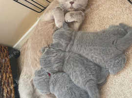 Sweet TICA Registered Scottish Fold Kittens Available