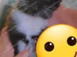 Kittens