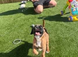 BOXERS PUPS KC REGISTRATION in Kilwinning