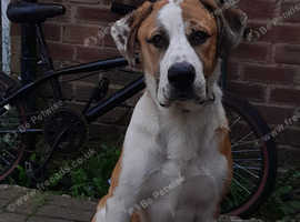 Central asain shepard cross german shepard  28 months old