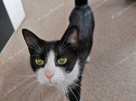 Bo-Bo female cat