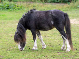 Miniature Falabella Mare Looking for New Home