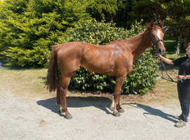 Smart chunky 16/16.1h 6yo 2019 ex Pt2Pt Irish chestnut TB gelding ***