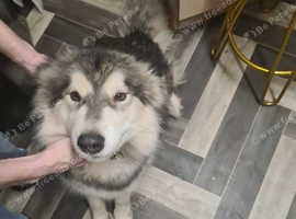 Alaskan Malamute female for sale