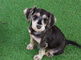 Miniature Schnauzer boy puppy