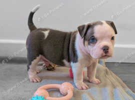 Tri Coloured Pocket Bully Puppies