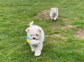 Puppy maltese