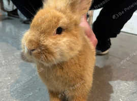 Blonde Mini Lop Bunny for Sale - £50 (Includes Cage)
