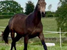 Stunning 2 yr old Buckskin filly