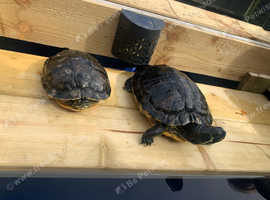 4 common musk terrapins