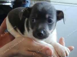 Rare Minture jack Russell terrier puppies