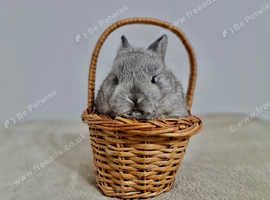 Purebred netherland dwarf rabbits best sale for sale