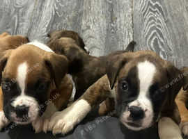 Boston Miniature Boxer For Sale Boxers Puppies And Dogs For Sale
