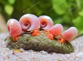 Ramshorn Snails pink