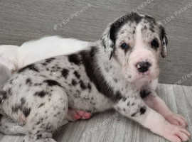 Quality, kc, extensively health tested litter
