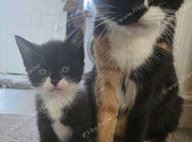 Last female kitten left
