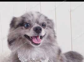 Beautiful merl pomeranian girl