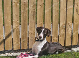 Rehome