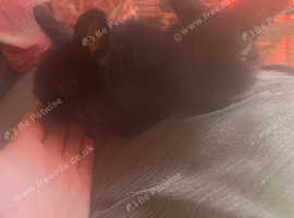 2 beautiful black baby lion hair bunnys