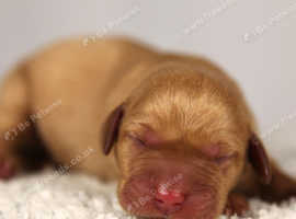 Labradors Raised Right