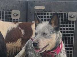 3 year old cattle dog bitch