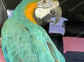 2 Macaws Available in St. Helens WA11 on Freeads Classifieds - Parrots ...