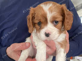 Cavalier King Charles Spaniels Puppies And Dogs For Sale In Shropshire ...