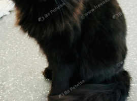 Maincoon cross