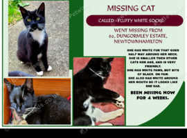 Missing cat