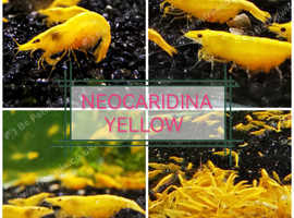10 X Neocaridina aquarium shrimp Yellow size approx 2 cm