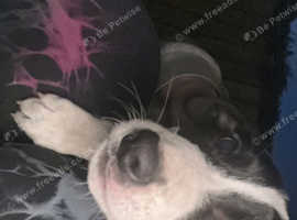 Kelpie x