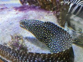 3 Marine Moral Eels