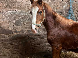 Registered Welsh D colt