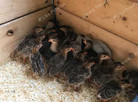 Guinea fowl. Hatching eggs and Keats.
