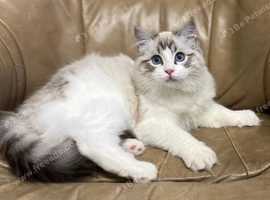 Blue bicolor ragdoll kittens for sale near hot sale me