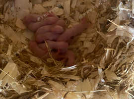 Ferret kits from working line