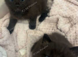 male black kitten 9 weeks ols