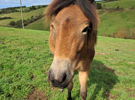 2 Exmoor Ponies yearling